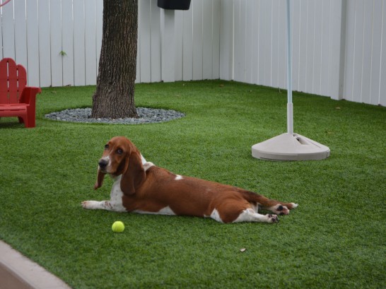 Artificial Grass Photos: Artificial Grass Installation Winters, California Pet Grass, Dogs Park