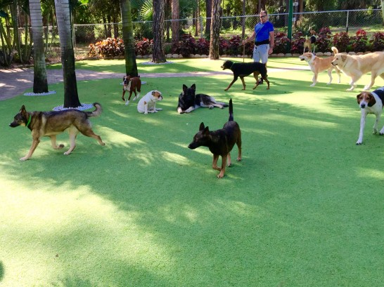 Artificial Grass Photos: Artificial Turf Cost Florin, California Dog Parks, Dogs