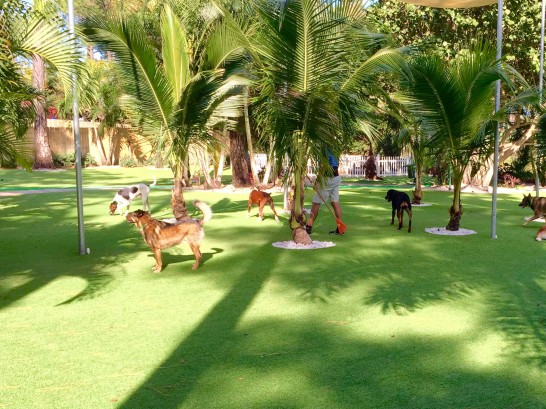 Artificial Grass Photos: Best Artificial Grass Bear Creek, California Indoor Dog Park, Dogs Park