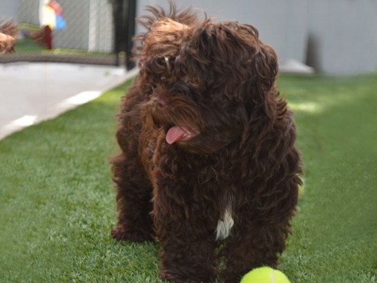 Artificial Grass Photos: Fake Turf Dixon, California Dog Parks, Dogs