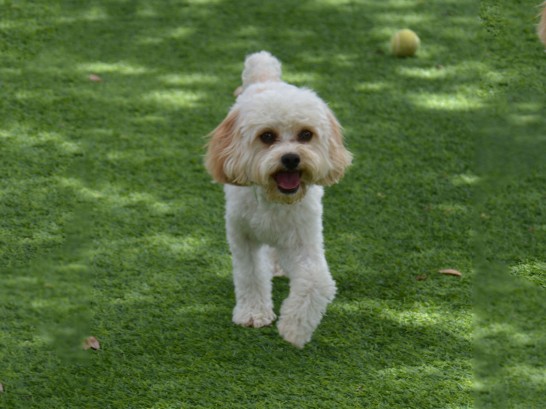 Artificial Grass Photos: Grass Installation Glen Ellen, California, Dogs Runs