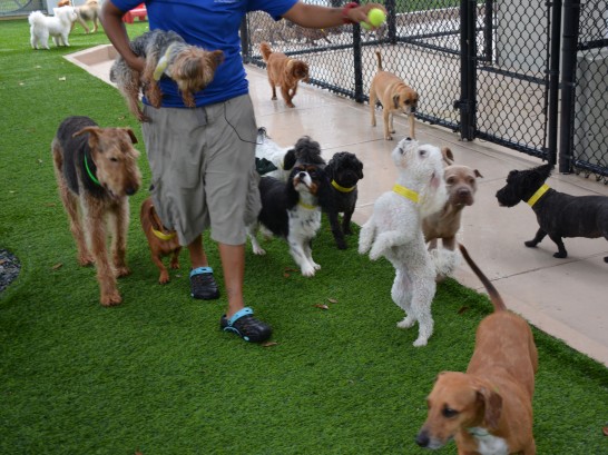 Artificial Grass Photos: Grass Turf Eldridge, California Pet Grass, Dogs