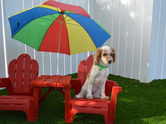 Artificial Grass Photos: Green Lawn Camanche Village, California Grass For Dogs, Dogs Park