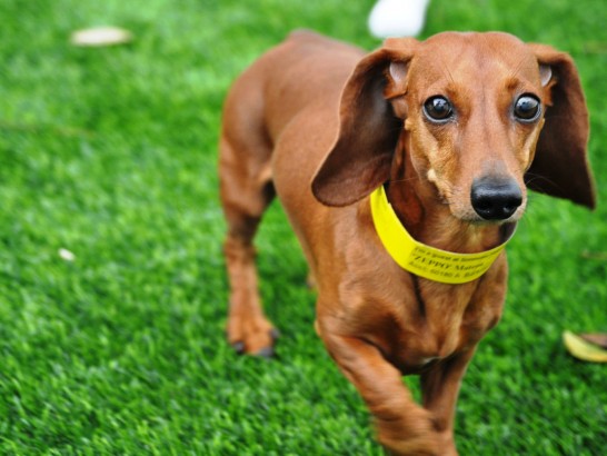 Artificial Grass Photos: Synthetic Turf Big Sur, California Cat Playground, Dogs Runs