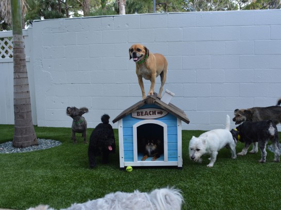 Artificial Grass Photos: Synthetic Turf Rohnert Park, California Dog Running, Grass for Dogs