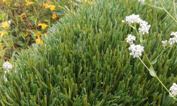 Double S-61 syntheticgrass Artificial Grass San Jose California