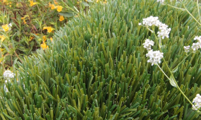 Double S-72 syntheticgrass Artificial Grass San Jose California