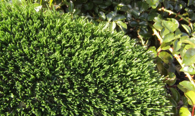 Hollow Blade-73 syntheticgrass Artificial Grass San Jose California