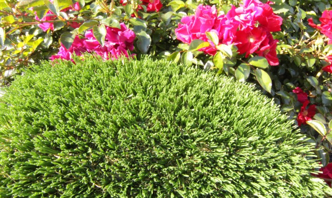 Hollow Blade-73 syntheticgrass Artificial Grass San Jose California