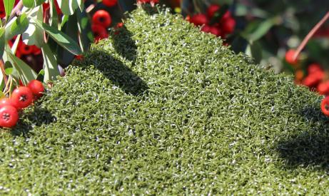 Artificial Golf Green