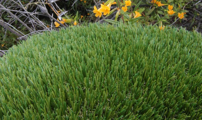 V Blade-64 syntheticgrass Artificial Grass San Jose California