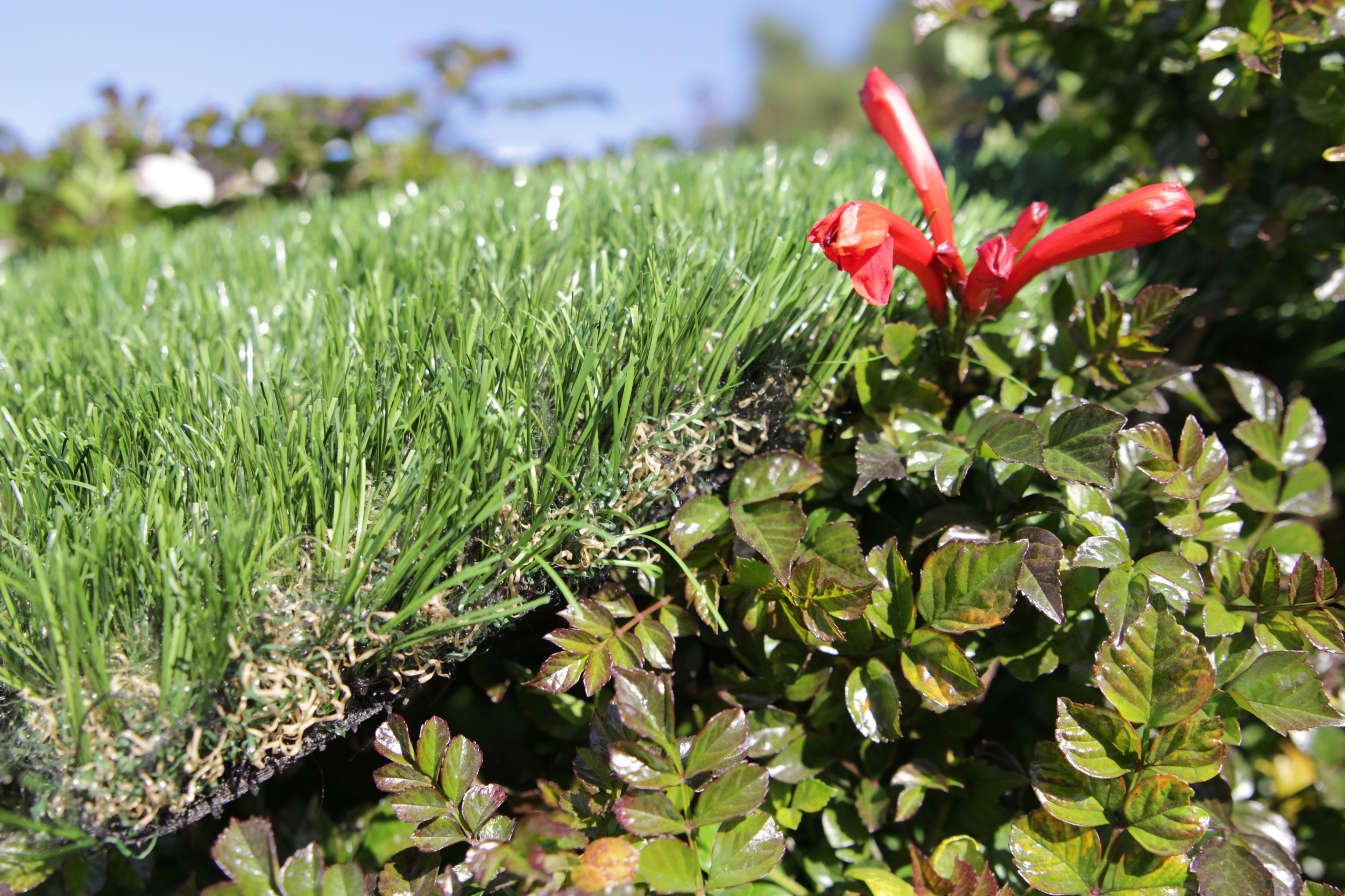Artificial Grass Cashmere-75 Artificial Grass San Jose California