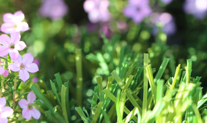 Artificial Grass S Blade 66 Green on Green Artificial Grass San Jose California