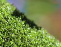 Putting Green Indoor