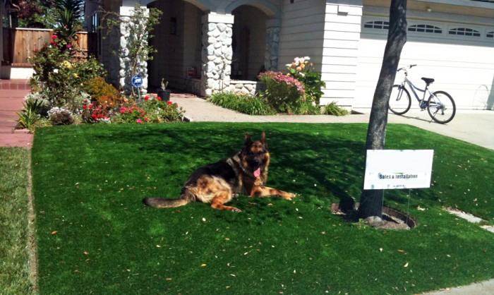 Pet Grass, Artificial Grass For Dogs in San Jose